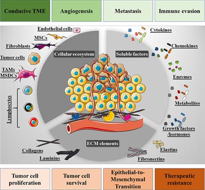 The Use of Iron Oxide Nanoparticles to Reprogram Macrophage Responses and the Immunological Tumor Microenvironment